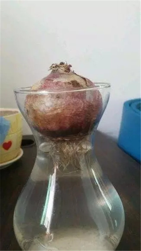 種球腐爛處理