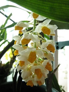 密花石斛開(kāi)花