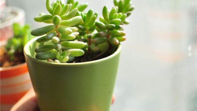 多肉植物長(zhǎng)白色蟲(chóng)子怎么辦