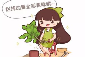 根全爛了別扔，這樣做，分分鐘把花救活