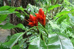 紅花蕉生蟲了怎么辦 常見(jiàn)的蟲害及其防治