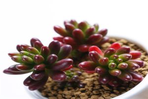 虹之玉長(zhǎng)白蟲子怎么辦？ 常見蟲害的防治清除方法