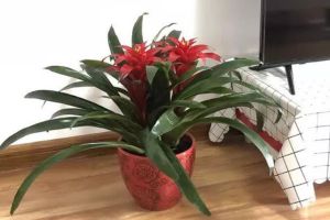 家里養(yǎng)盆“發(fā)財(cái)花”，轉(zhuǎn)運(yùn)保平安，越養(yǎng)越有錢(qián)！