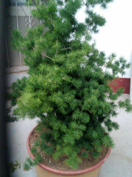 蓬萊松繁殖的注意事項(xiàng)