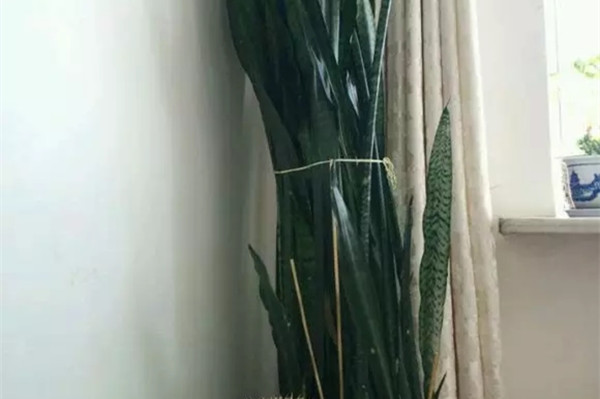 花養(yǎng)到戳屋頂爬滿墻，全靠這幾招，不外傳