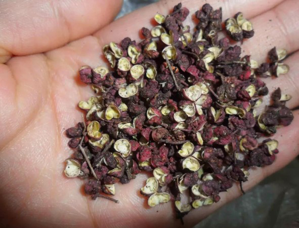 花椒、生姜，泡腳一個星期，身體竟然變化這么大……