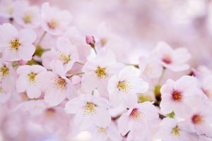 櫻花的蟲(chóng)害及其防治 常見(jiàn)蟲(chóng)害的防治清除方法