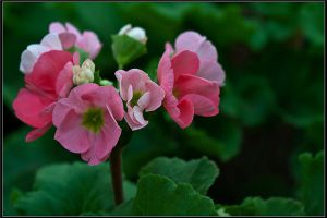 四季櫻草生蟲(chóng)了怎么辦 常見(jiàn)的病蟲(chóng)害及其防治