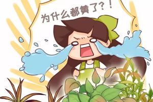綠蘿文竹這么養(yǎng)，想發(fā)黃，都難!