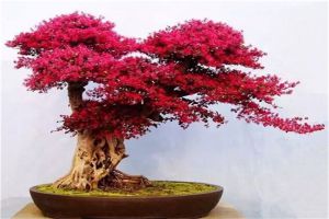 紅花繼木生蟲(chóng)了怎么辦 常見(jiàn)蟲(chóng)害及其防治