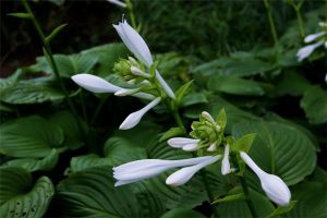 玉簪花生蟲(chóng)了怎么辦 常見(jiàn)的病蟲(chóng)害及其防治