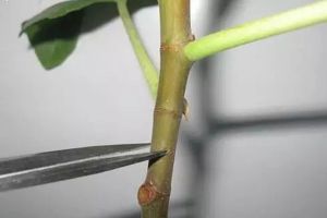 扦插太麻煩？這么做，不用管就生根