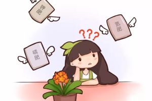 常見花卉的施肥方法，讓你家的花也能夠長得旺！