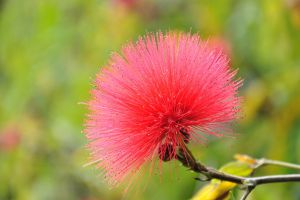 合歡花生蟲(chóng)了怎么辦 常見(jiàn)的蟲(chóng)害及防治方法