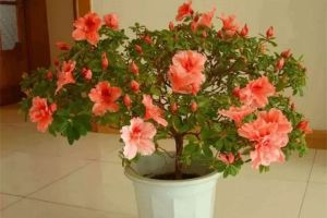 花買(mǎi)回來(lái)3天就蔫了？這么做立馬挺拔水靈