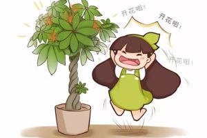 發(fā)財(cái)樹(shù)竟然還能開(kāi)花結(jié)果，他都是這么做的