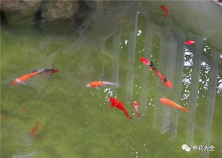 煮雞蛋水、養(yǎng)魚水