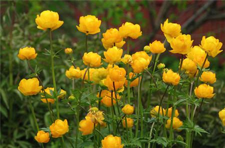 金蓮花施肥過(guò)多