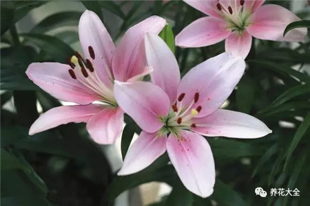 充足的陽(yáng)光