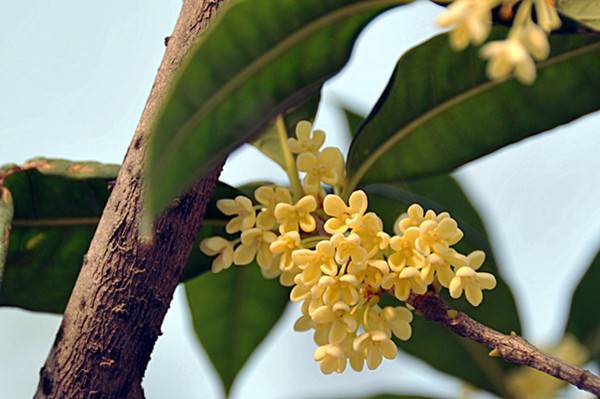 桂花的蟲(chóng)害防治
