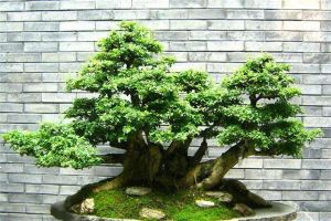 微型榕樹盆景的無(wú)土栽培