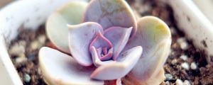 紫珍珠長(zhǎng)蟲(chóng)了怎么辦？ 常見(jiàn)蟲(chóng)害的防治清除方法