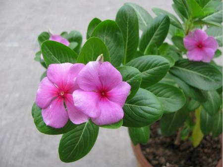 長(zhǎng)春花