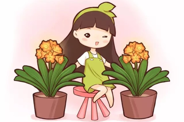 不用花錢！學會這兩招，君子蘭多得都放不下