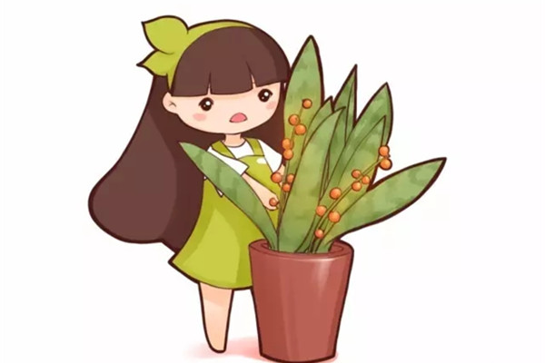 你的虎皮蘭花都不開，他的卻年年結(jié)果，咋養(yǎng)的