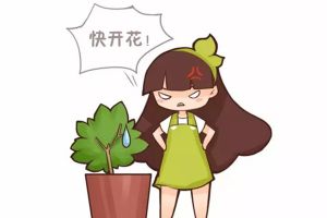 君子蘭梔子不開花，只需1招花開滿盆