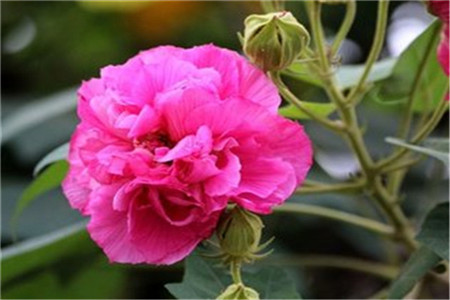 木芙蓉花的修剪時間