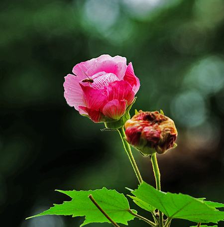 木芙蓉的修剪與養(yǎng)護