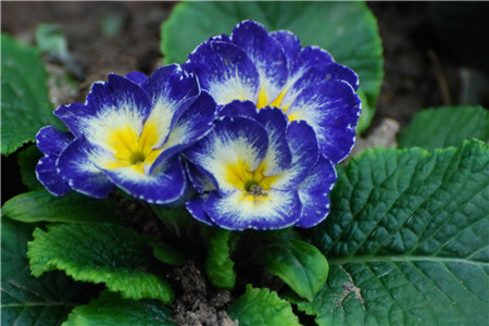報春花的開花前養(yǎng)護