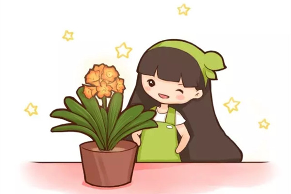 根都爛沒的君子蘭，我撿回家，半年后開花了