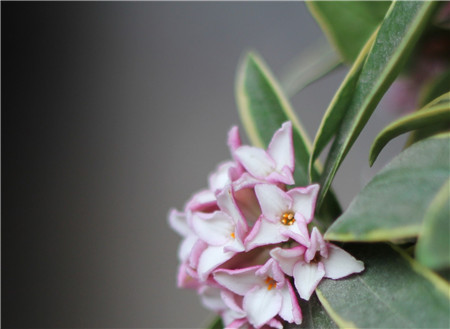 金邊瑞香開(kāi)花后會(huì)死嗎