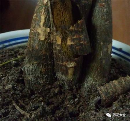 發(fā)財樹多久澆一次水