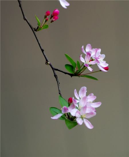 垂枝海棠什么時(shí)候開花