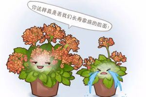 她的長(zhǎng)壽花開(kāi)滿一大盆，你的卻只開(kāi)幾朵，為啥