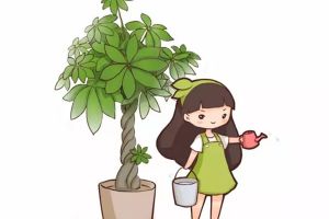 發(fā)財樹這樣澆水，不但澆不死，還能綠油油
