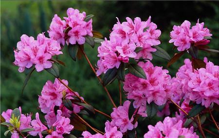 杜鵑花冬季修剪