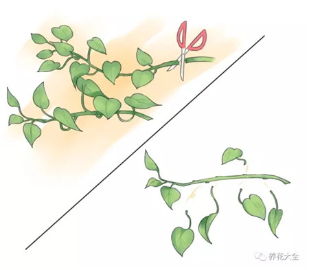 綠蘿枝條一段段剪開