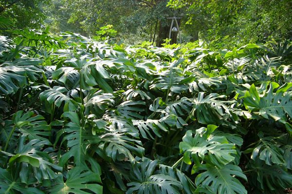 學(xué)會這1招，一盆變兩盆，花友都在做