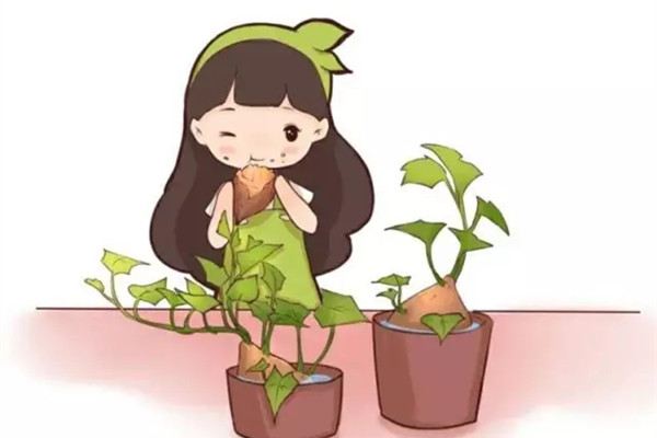 5毛錢的地瓜到了他手里，竟然翻了100倍