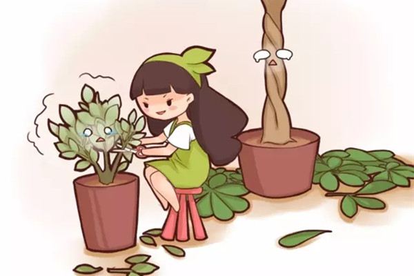 快死的花被她剪成禿子，一個月長瘋了