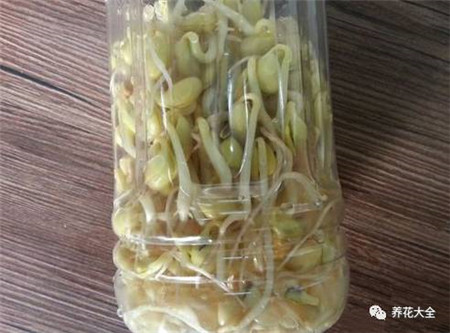 養(yǎng)護
