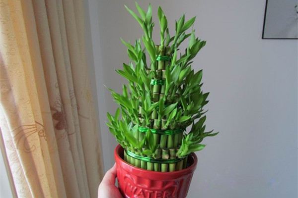 富貴竹的修剪方法