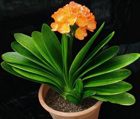 君子蘭花期的水分、溫度