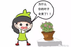 都要過年了，你家的花還發(fā)黃落葉，咋辦