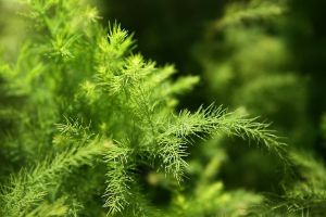 花友老王的文竹常見翠綠，不黃葉不干尖，咋樣的