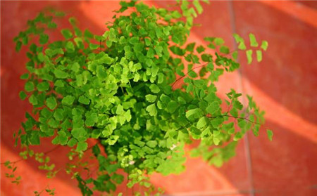 喜濕植物